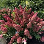 Hortenzia metlinatá (Hydrangea paniculata)  ´LIVING PINKY PROMISE´® by LIVING CREATIONS´® - výška 40-60 cm, kont. C2L
